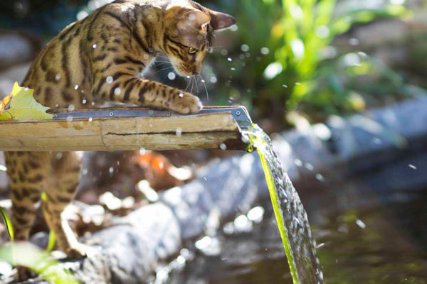 Les chats et l'eau